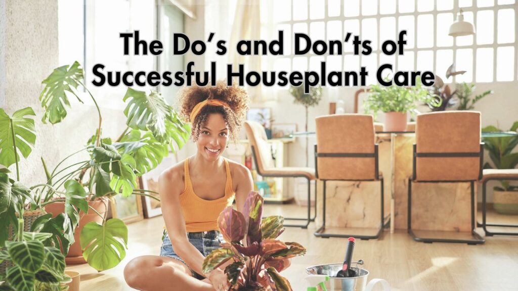 The Do’s and Don’ts of Successful Houseplant Care