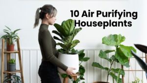 10 Air-Purifying Houseplants 10 Air-Purifying Houseplants
