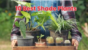 10 Best Shade Plants