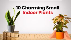 10 Charming Small Indoor Plants