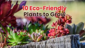 10 Eco-Friendly Plants to Grow