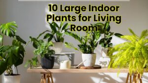10 Large Indoor Plants for Living Room