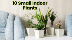 10 Small Indoor Plants