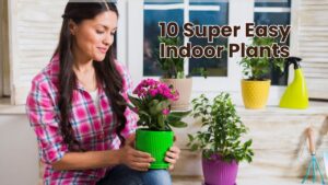 10 Super Easy Indoor Plants