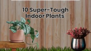 10 Super-Tough Indoor Plants