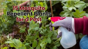 15 Mosquito Repellent Plants for a Pest