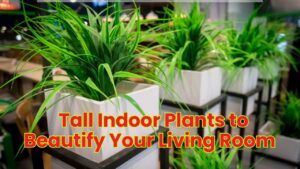 Tall Indoor Plants to Beautify Your Living Room