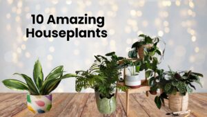 10 Amazing Houseplants