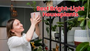 Best Bright-Light Houseplants