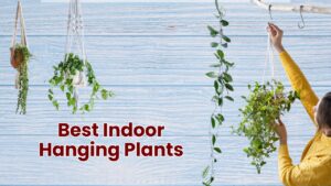 Best Indoor Hanging Plants