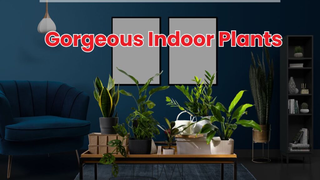 Gorgeous Indoor Plants