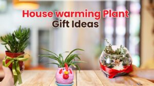 Housewarming Plant Gift Ideas