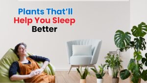 Plants That’ll Help You Sleep Better