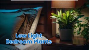Low Light Bedroom Plants