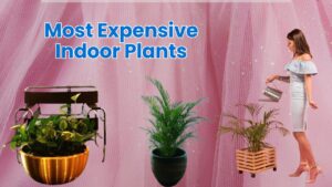 Most Expensive Indoor Plants