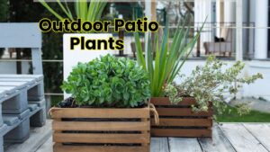 Outdoor Patio Plants