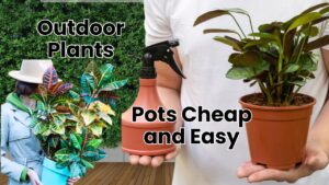 Outdoor Plants With Pots Cheap and Easy