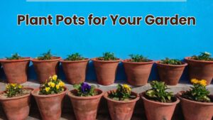 Plant Pots for Your Garden