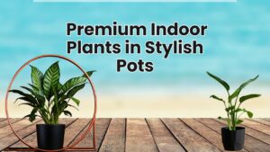 Premium Indoor Plants in Stylish Pots