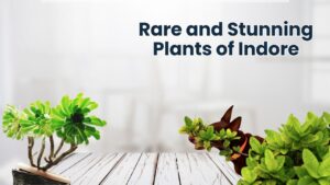 Rare and Stunning Plants of Indore