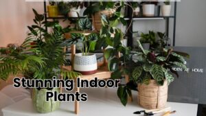 Stunning Indoor Plants