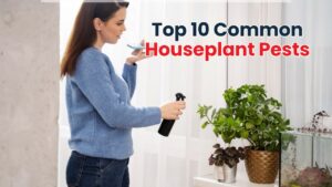 Top 10 Common Houseplant Pests