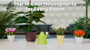Top 10 Cool Houseplants for Every Room