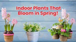 Top 10 Indoor Plants That Bloom Beautifully in Spring!