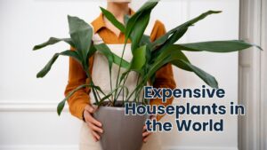 top 10 most expensive indoor plants
